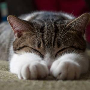 sleeping cat with paws out front