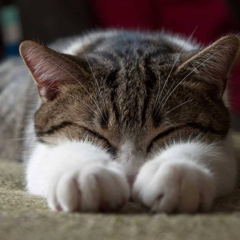 Curated visual reference: Fresh Look at Bringing Home Your First Cat