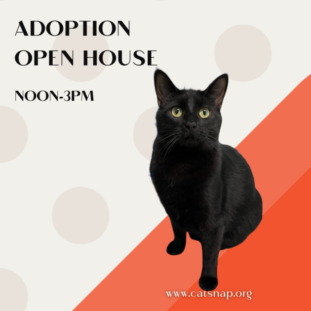 Events For February 2026 Catsnap