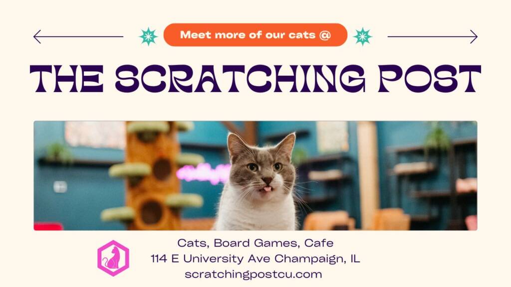 Meet CATsNAP cats at The Scratching Post Cat Cafe Champaign, IL